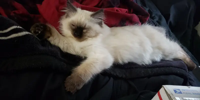 Eight Week Seal Point Ragdoll Eight week old seal point ragdoll kitten