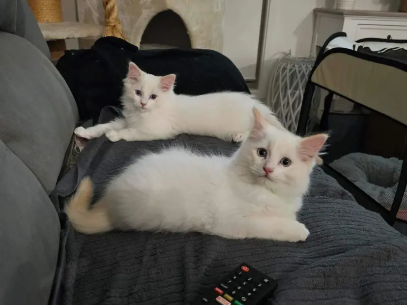 Ethical Breaders For Cream Ragdolls How to find best cream ragdoll breeder