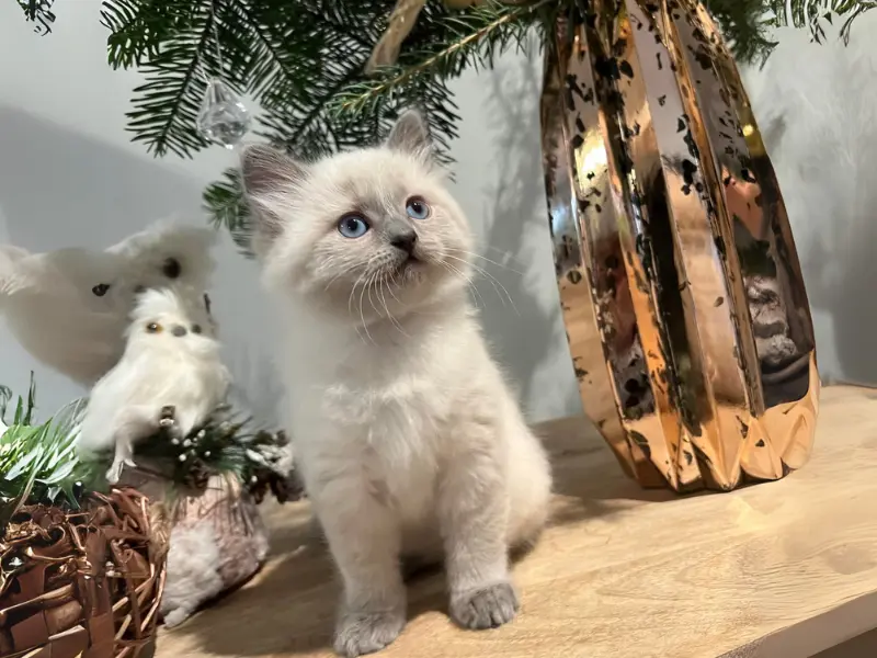 Female Blue Point Ragdolls