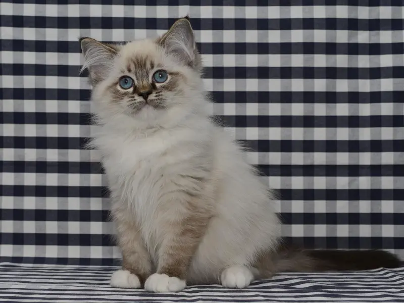 Four Months Seal Point Ragdoll four months old seal point ragdoll kitten