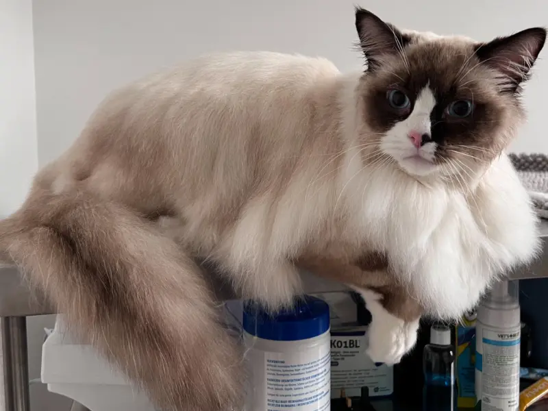 grooming of seal blue point ragdoll