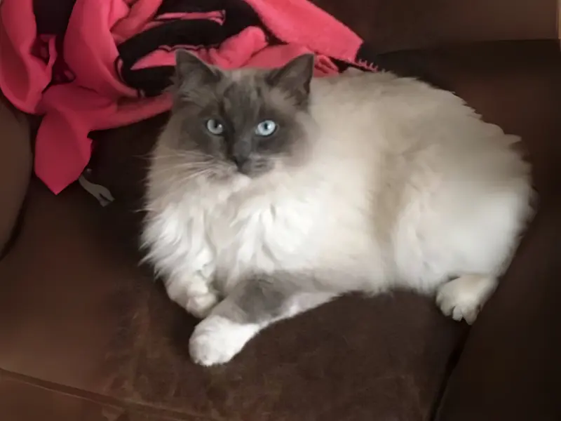 Happy seal blue point ragdoll cat