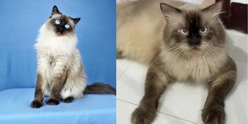himalayan vs sealpoint ragdoll