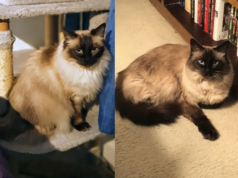 How Big Seal Point Ragdoll Get Maximum height of Seal point ragdoll