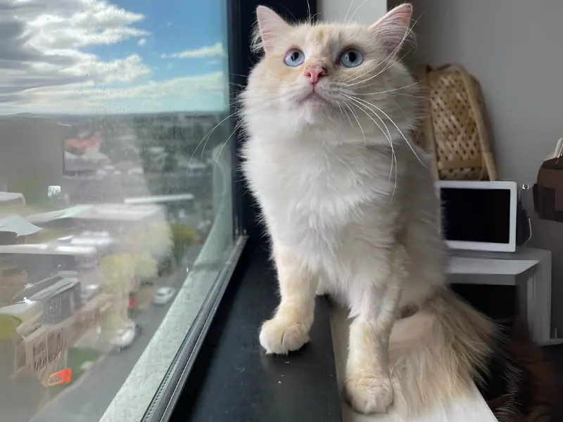 Cream ragdoll color genetics