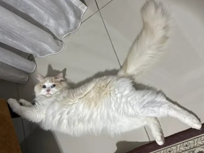 How Cream Ragdoll Look Happy cream ragdoll