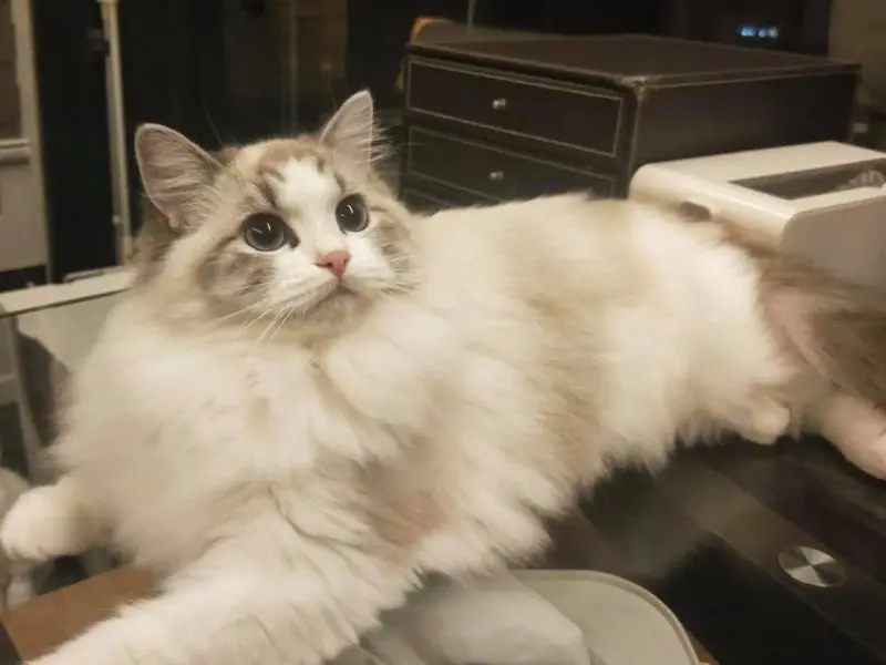 Seal Bicolor Ragdoll appearance