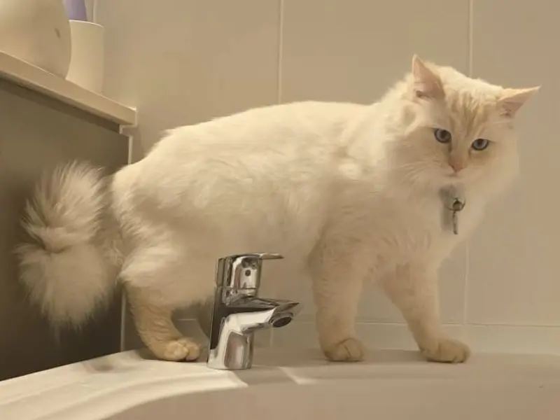 How Flame Point Ragdoll Look Appearance of flame point ragdoll