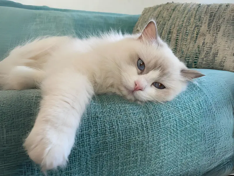 Looks of a Lilac Bicolor ragdoll