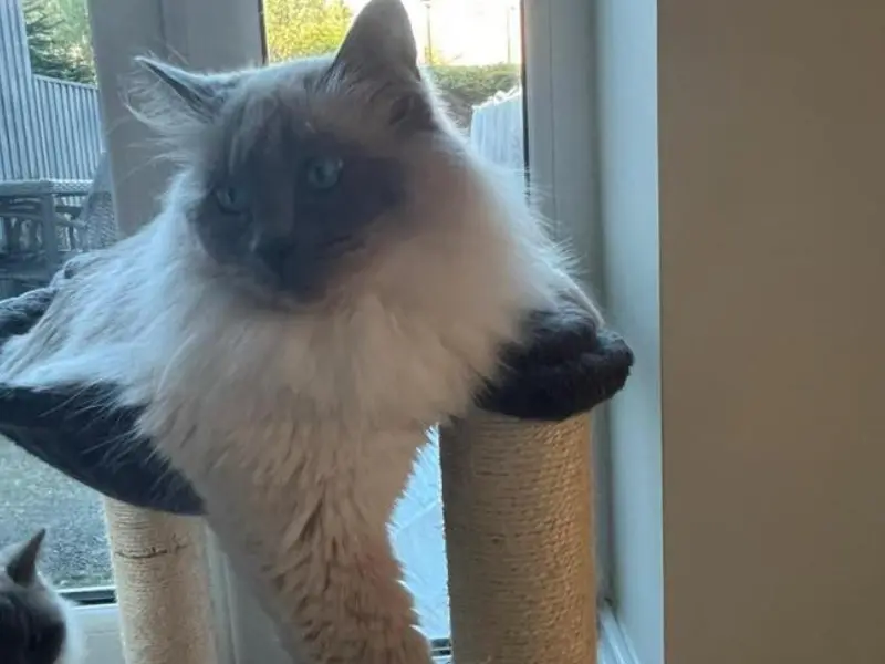Appearance of seal blue ragdoll