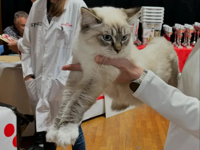 Lavender Seal Point Ragdolls Lavender seal point ragdoll