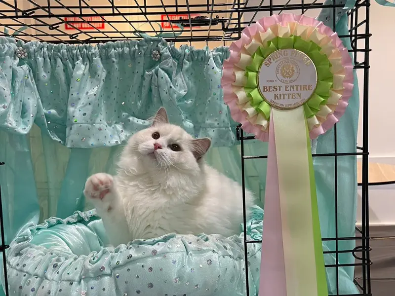 Lilac Bicolor Ragdoll