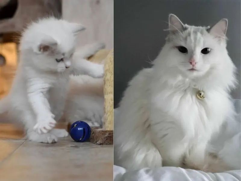 Lilac Bicolor Ragdoll kittens