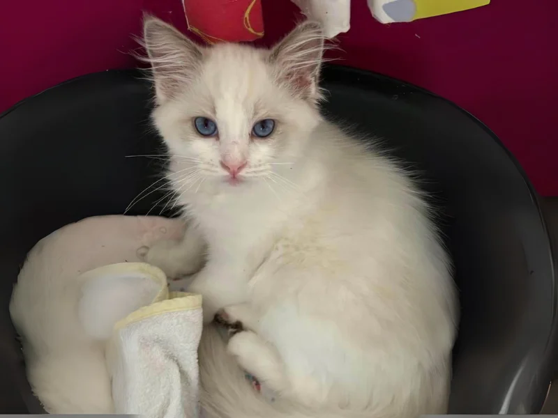 Lilac bicolor ragdoll kitten