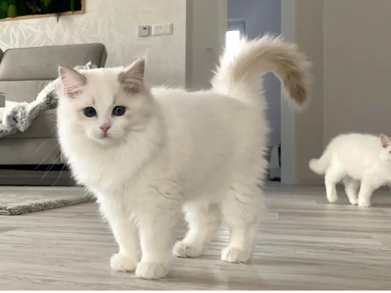How Lilac Bicolor Ragdoll Cats Look