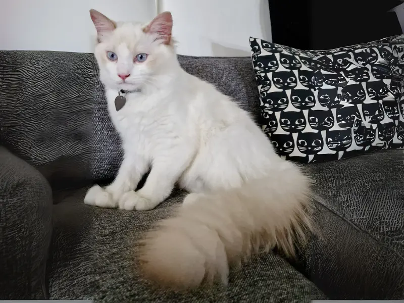Lilac chocolate ragdoll