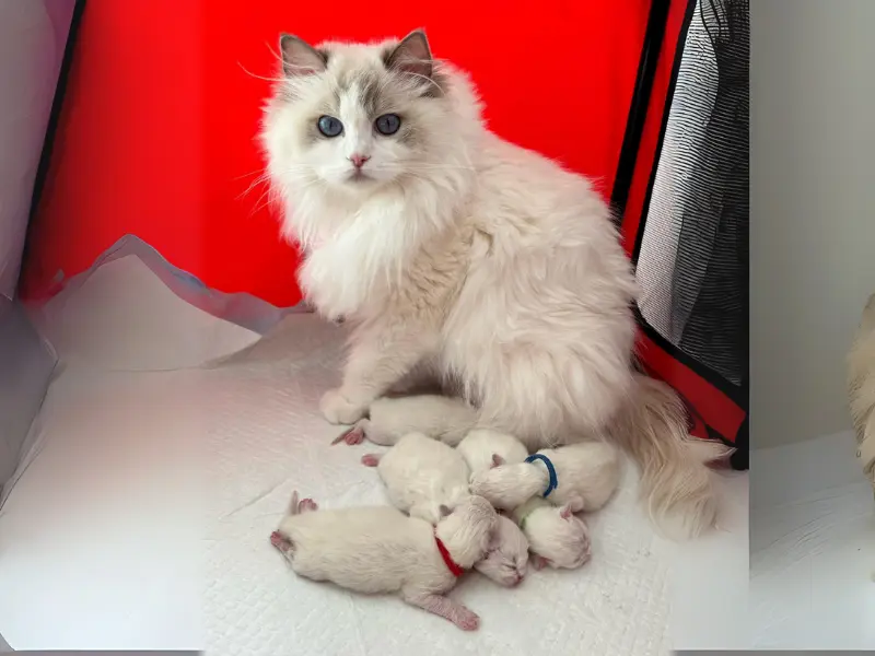Parenting of Lilac chocolate ragdoll