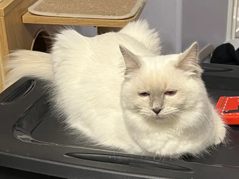 lilac color point ragdoll
