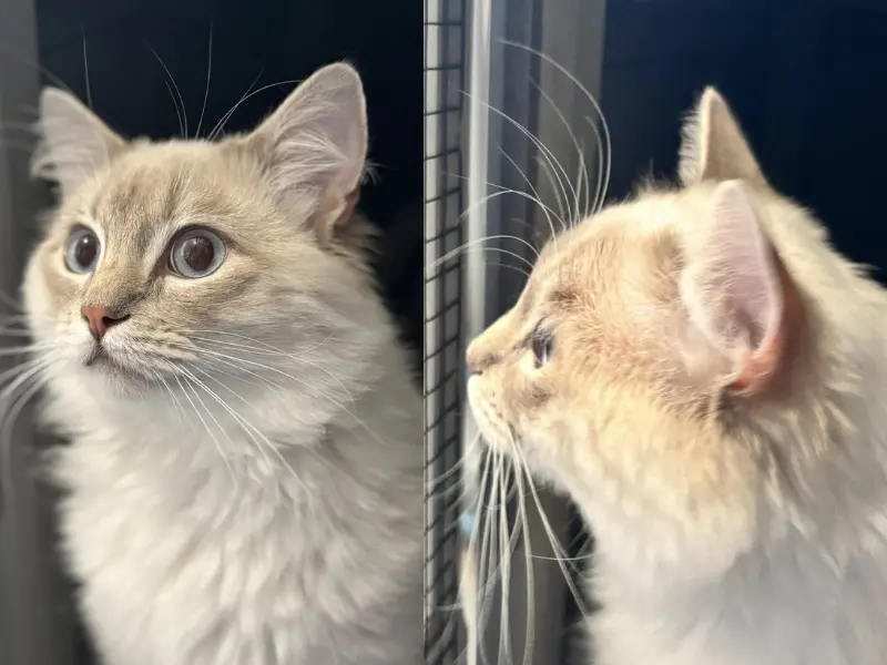 lilac colorpoint ragdoll appearance