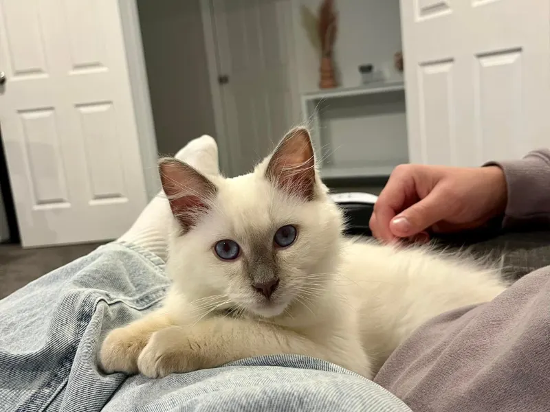 Lilac color point ragdoll kitten