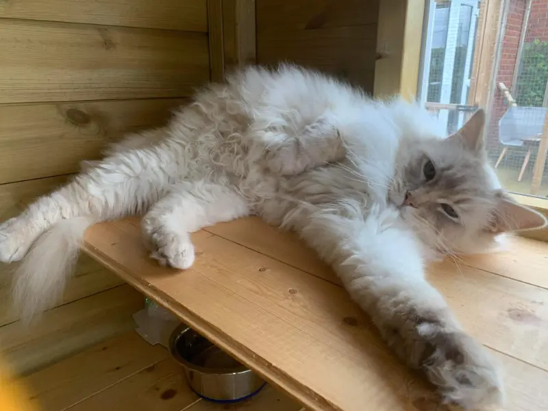 Personality of lilac colorpoint ragdoll
