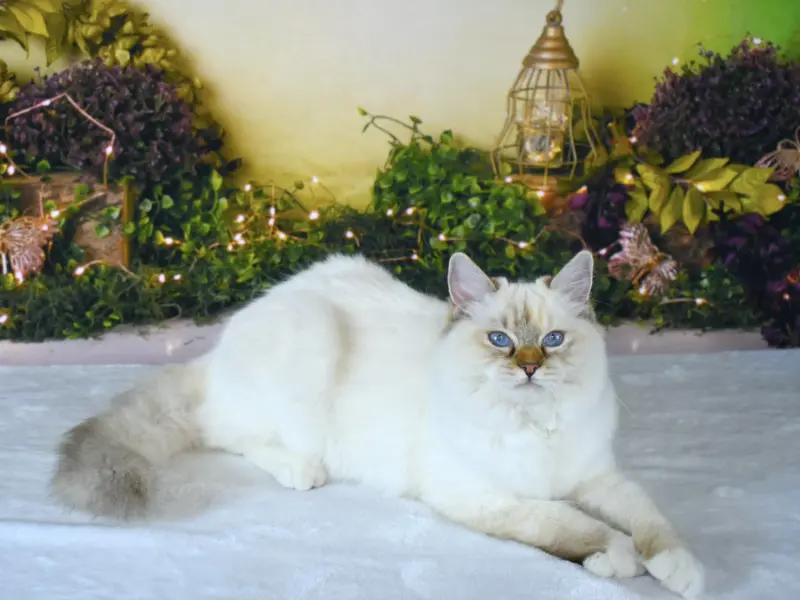 Pure lilac colorpoint ragdoll