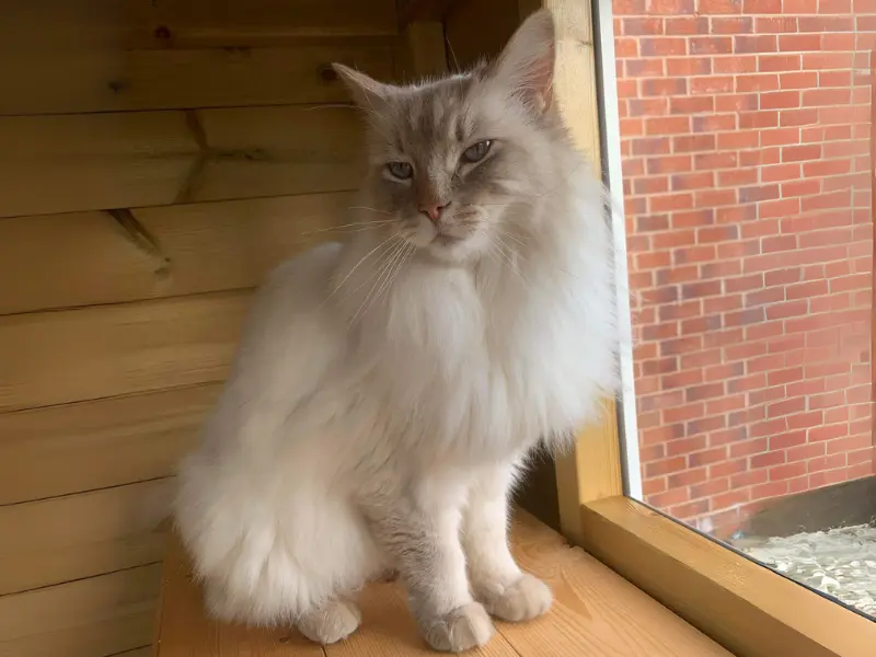lilac colorpoint ragdoll cat