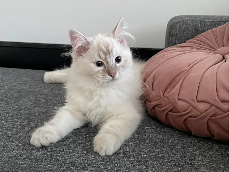 Lilac Lynx Cream Ragdoll