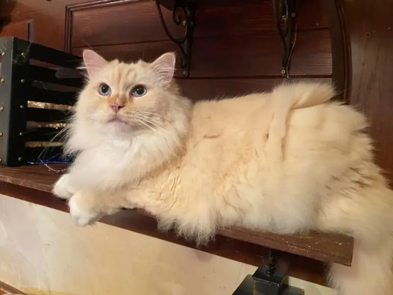 Lilac Cream Ragdoll
