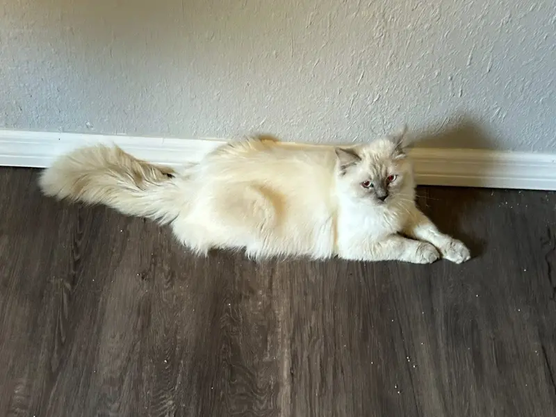 Cream Lilac Ragdoll