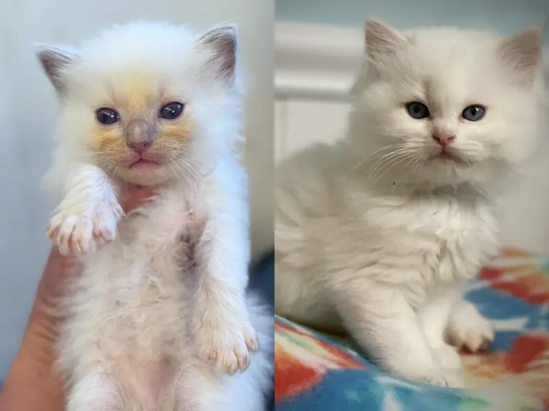 Kittens of Lilac Cream Ragdoll