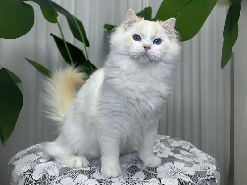 Lilac Cream Ragdoll Cat