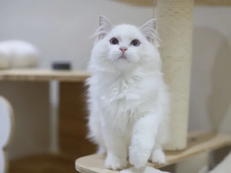 Appearance of lilac lynx ragdoll