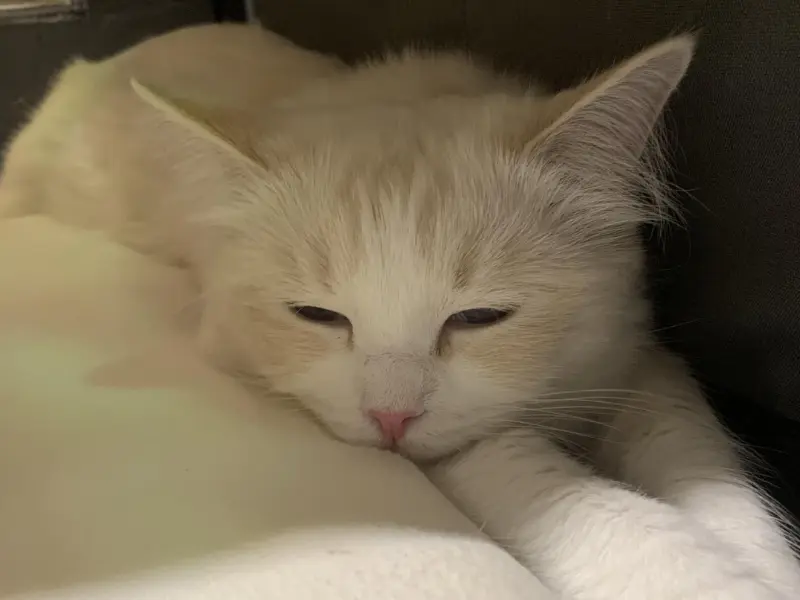 lilac bicolor lynx ragdoll