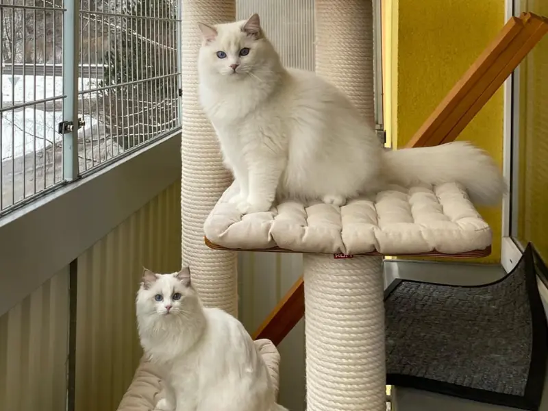 Care for lilac lynx ragdoll