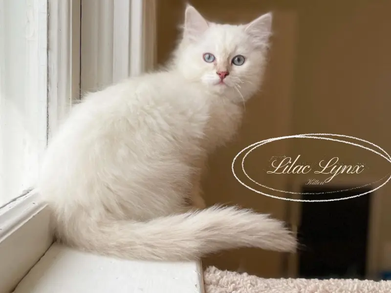 Lilac lynx ragdoll kitten