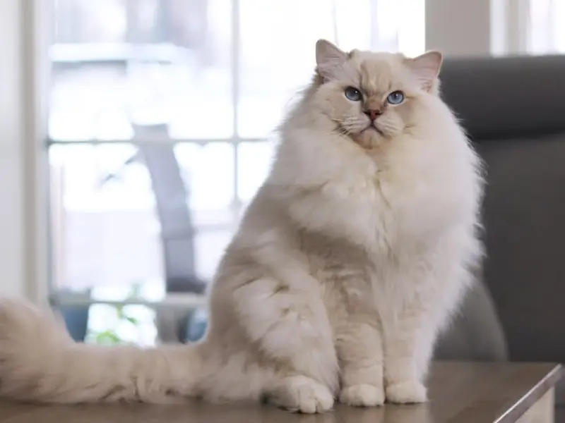 lilac lynx mitted ragdoll