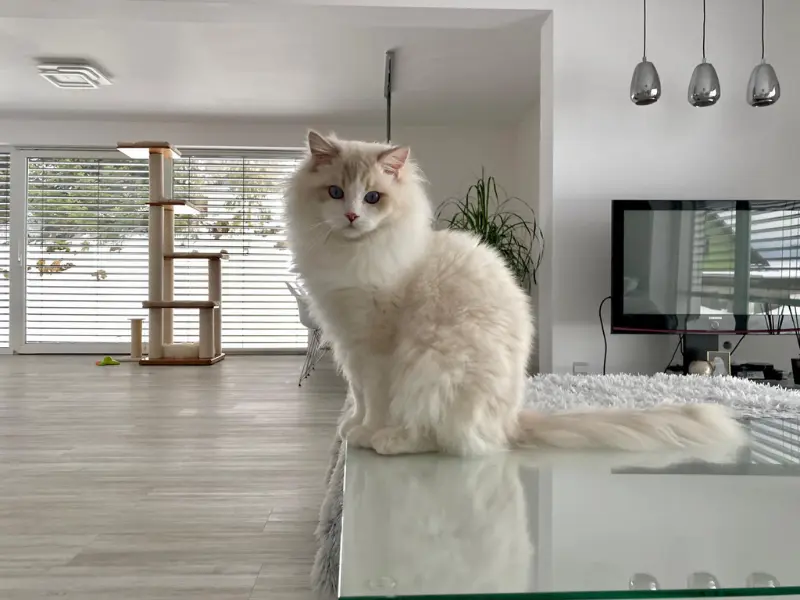 Lilac Lync Ragdoll Cat