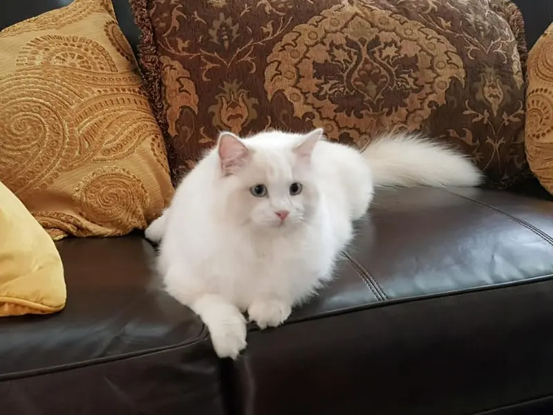 Lilac Mink Ragdoll Bicolor