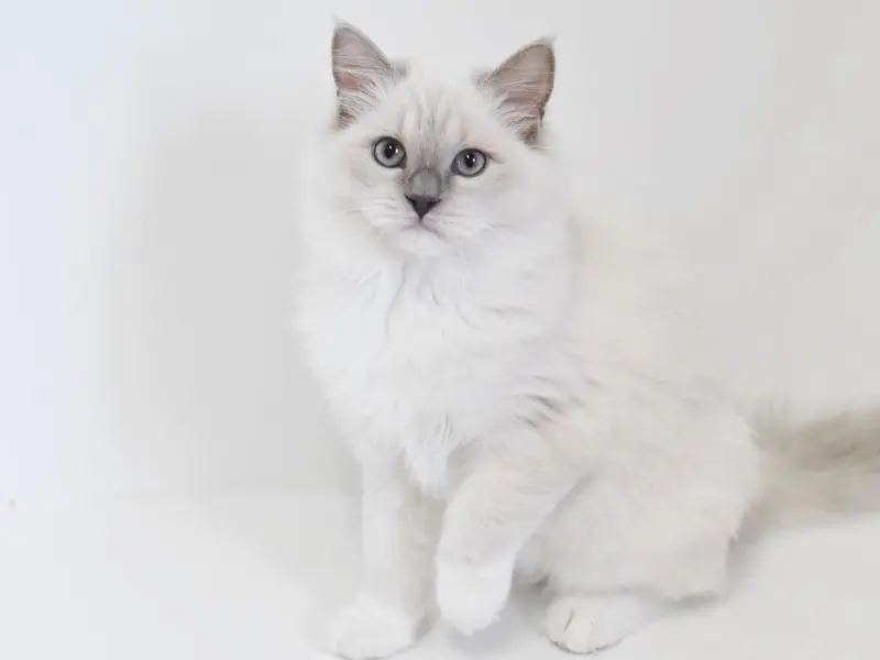 Mitted lilac mink ragdoll