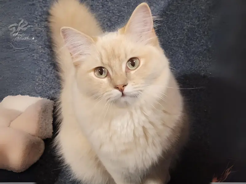Lilac Mink Ragdoll