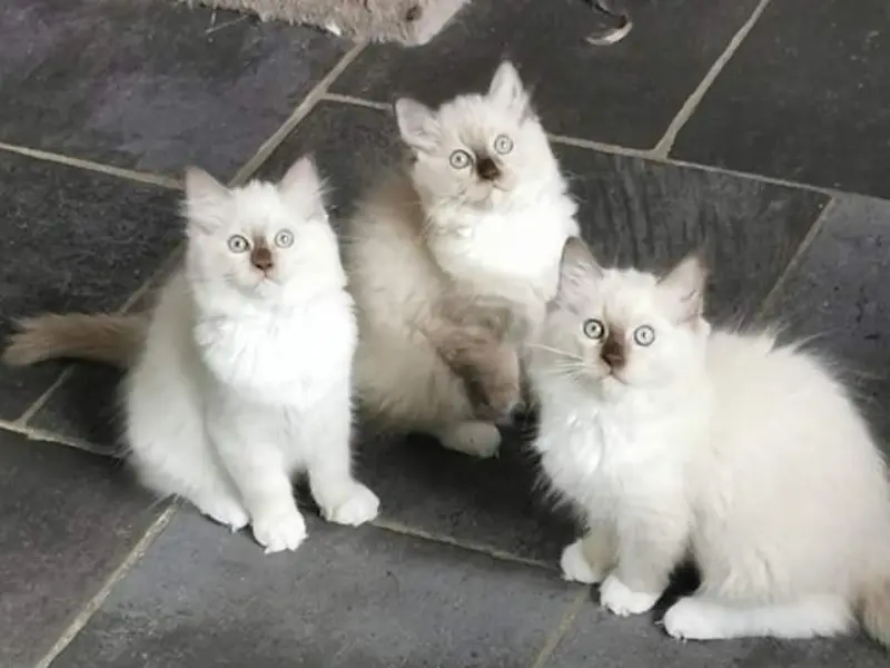 Lilac Ragdoll Mink cats