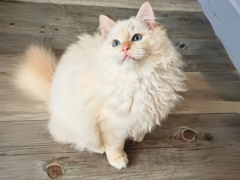 Cute Lilac mink ragdoll