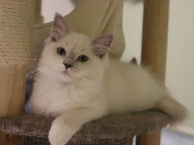 Mink Lilac Ragdoll Kitten