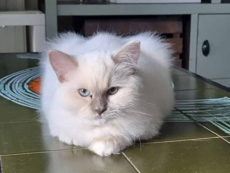 Looks of lilac mink ragdoll