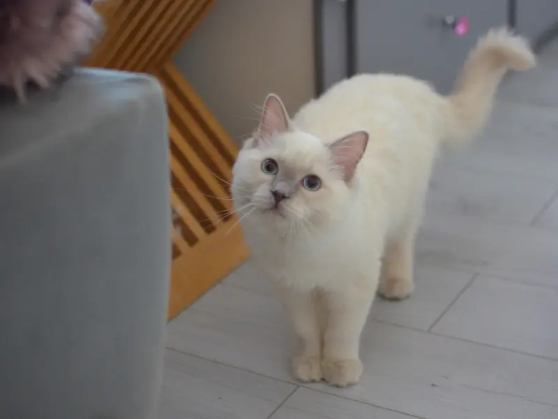 Lilac Mink Ragdoll Cat