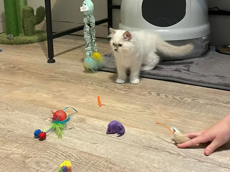 Care of Lilac Mitted Ragdoll