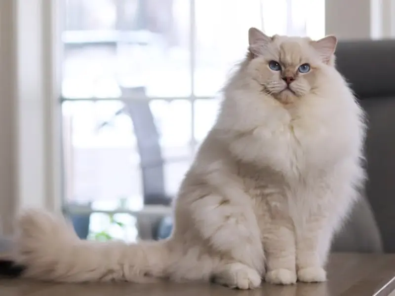 Lilac mitted ragdoll