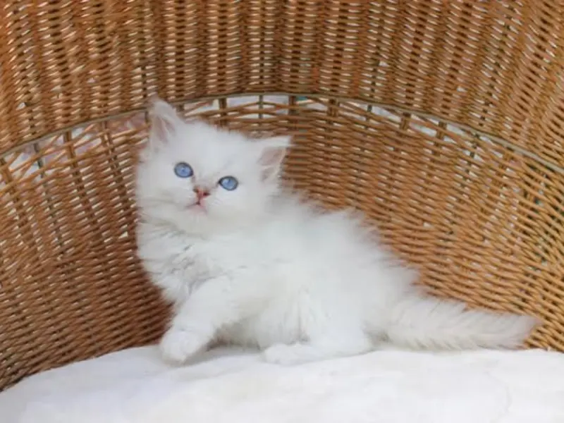 Lilac mitted ragdoll kitten