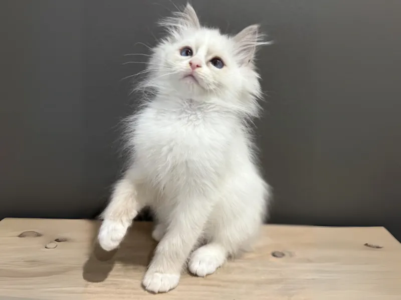 Lilac mitted ragdoll kitten